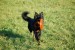 Garin - chodský pes na tréninku dogfrisbee